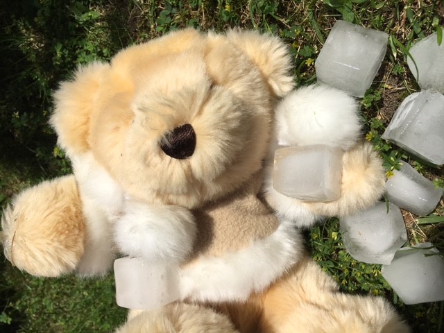 Foto: Plüscheisbär erfrischt sich mit Eiswürfeln